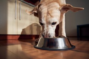Dog eating food from a bowl in the kitchen