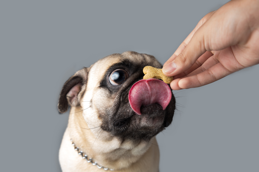 Pug with a dog treat on his nose licking his lips