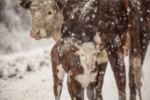 Calf and Cow in Snow