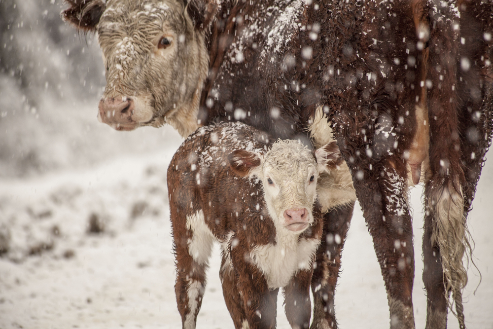 Mineral and Protein Tips for Cows & Calves in Winter