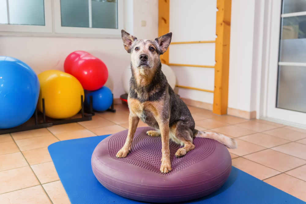 Australian Cattle Dog Sitting on a Dog Bed