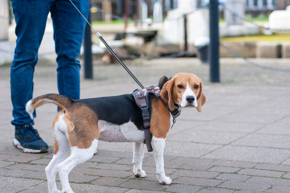 Beagle Dog on a Leash