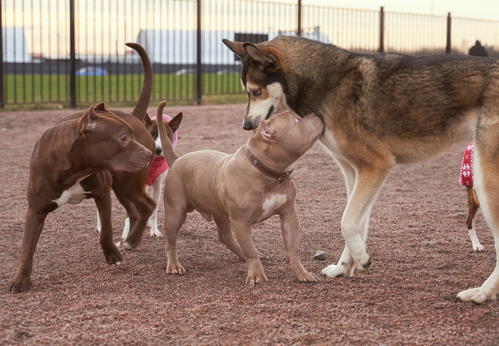 Dogs Playing With Each Other at a Park