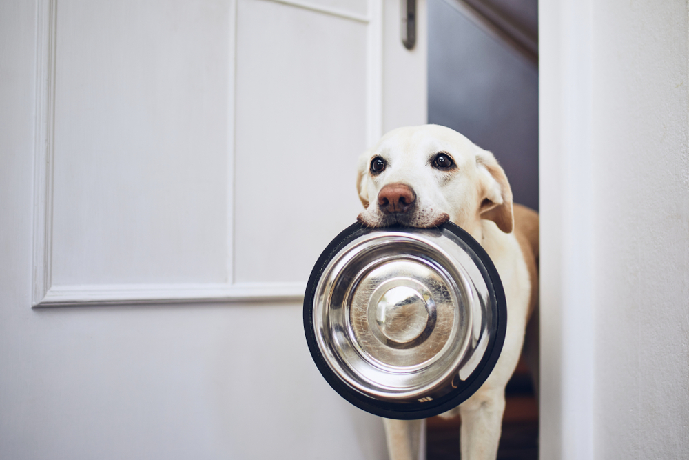Labrador Holding a Food Bowl in His Mouth