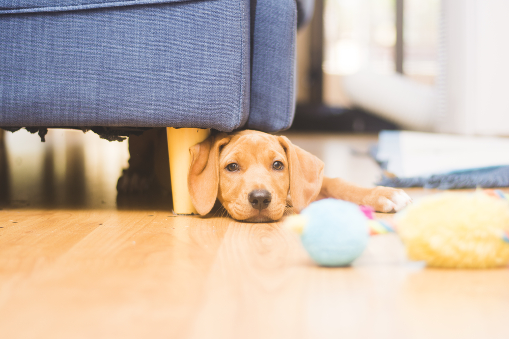 Puppy Under a Couch Playing With a Toy