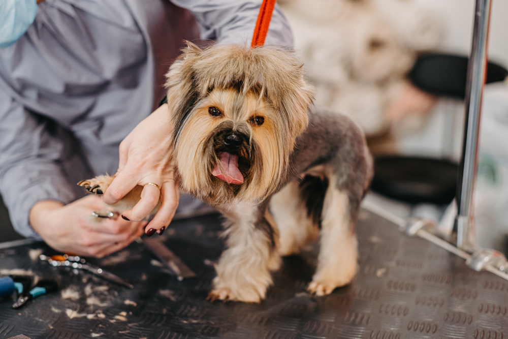 Yorkie Getting a Haircut