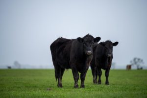 Two beef cattle grazing spring grass