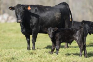 Black Angus Cow and Her Calf