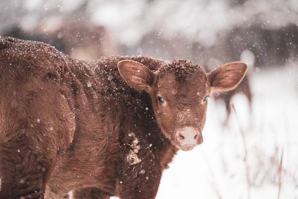 Prepping Your Hay Pastures for the Spring Thaw