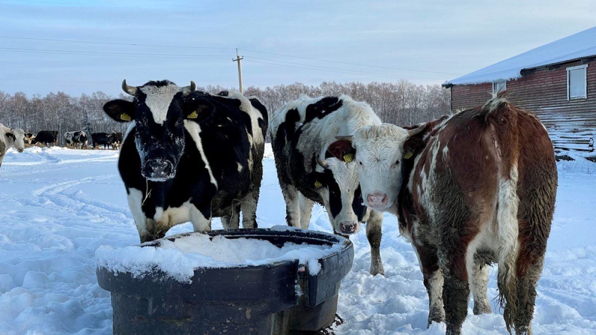 How to keep livestock water from freezing - Purely Wholesome Farm