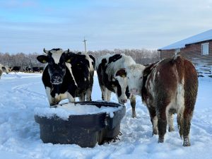 Cattle Drinking From a Water Bin in the Winter
