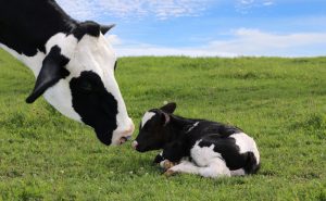 Mother Cow With Calf