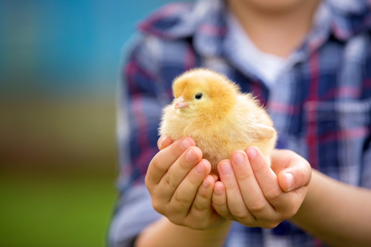 Baby Chickens Small Thermometer, Brooder Equipment