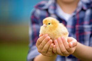Child holding a baby chick