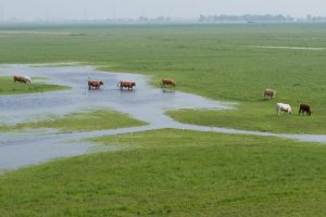 Cows grazing in a flooded pasture