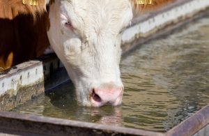 Cow Drinking From Water Tank