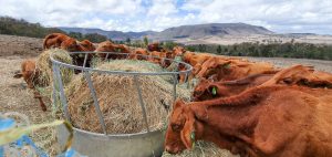 Cattle feeding on hay during drought