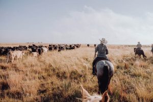 Person riding on a horse herding cattle