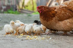 Chicks eating chick feed next to a hen