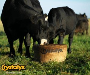 Crystalyx lick tub for cattle