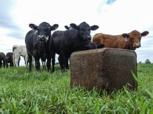Cattle with mineral block