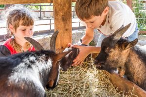 Kids and farm animals